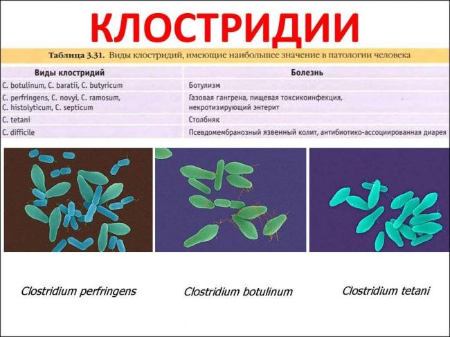 Любители тепла – термофильные свободноживущие бактерии
