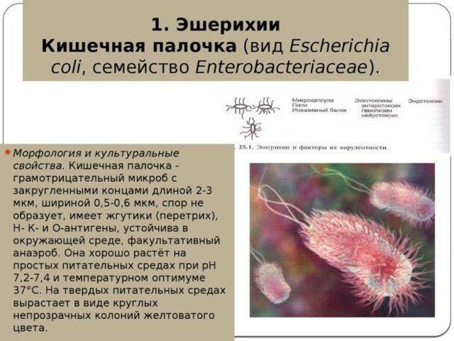 Микрофлора кишечника: кишечная палочка, бифидобактерии, лактобактерии… фото