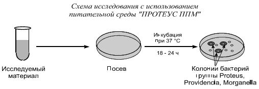 Исследование на бактерии группы кишечных палочек