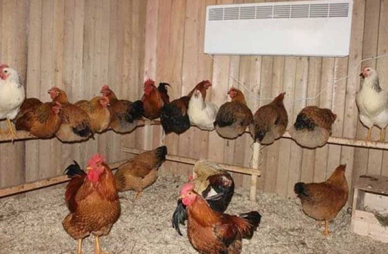 Чем засыпать пол в птичнике? подстилки для курятника: с бактериями и из других материалов