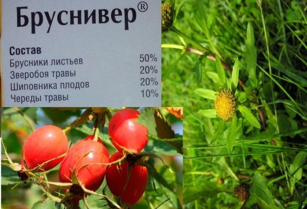 Почечный чай бруснивер