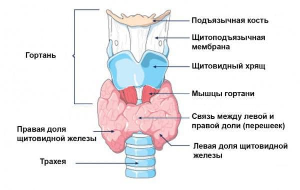 Кашель по ночам першение в горле у взрослого причины