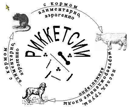 Риккетсия (rickettsia): характеристика, патогенность, симптоматика, диагностика, лечение