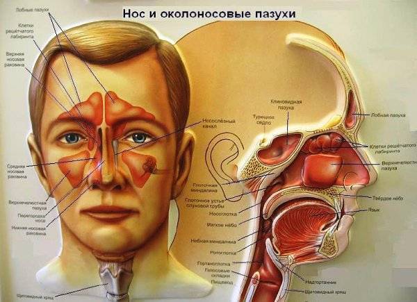 Лекарство от гайморита