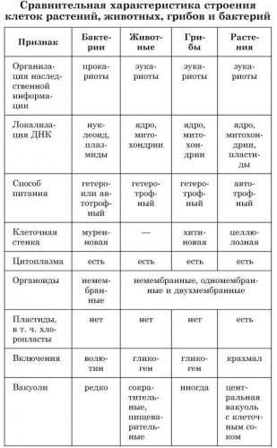Чем отличается бактериальная клетка от простейшего по структуре