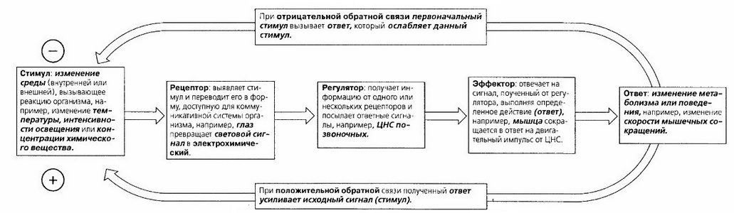 Понятие гомеостаза в разных сферах наук