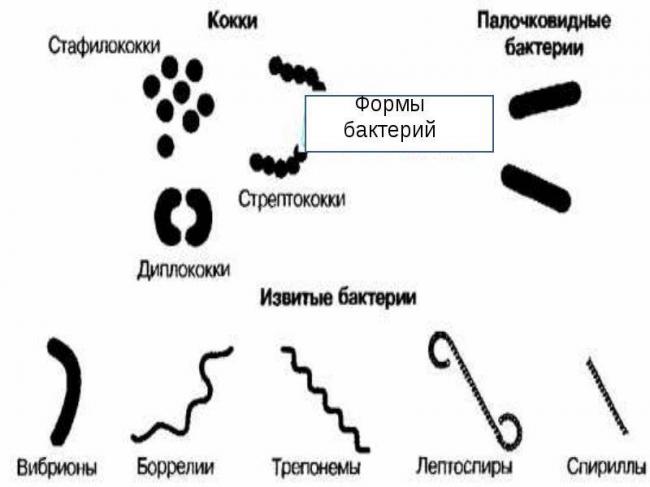 Заболевания, вызываемые бактериями у человека. список, симптомы и лечение