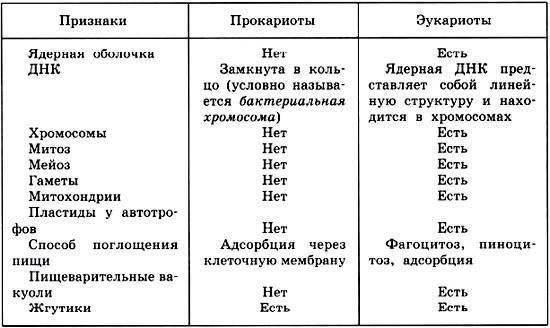 Царство бактерии — общая характеристика