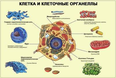 Клетка