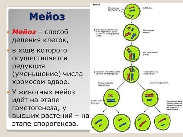 Как размножаются бактерии