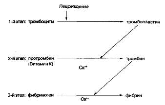 Тромбоцитопоэз. регуляция тромбоцитопоэза. тромбопоэтин ( тромбоцитопоэтин ). мегакариоциты. тромбоцитопения.