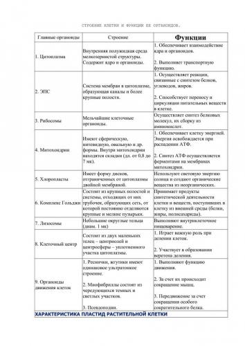 Имеют ли бактерии ядро, или особенности строения прокариотических клеток