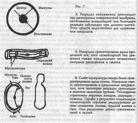 Раннее семяизвержение - преждевременная эякуляция, лечение раннего семяизвержения