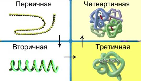 Белки