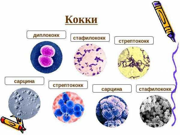 Микроорганизмы: строение и классификация