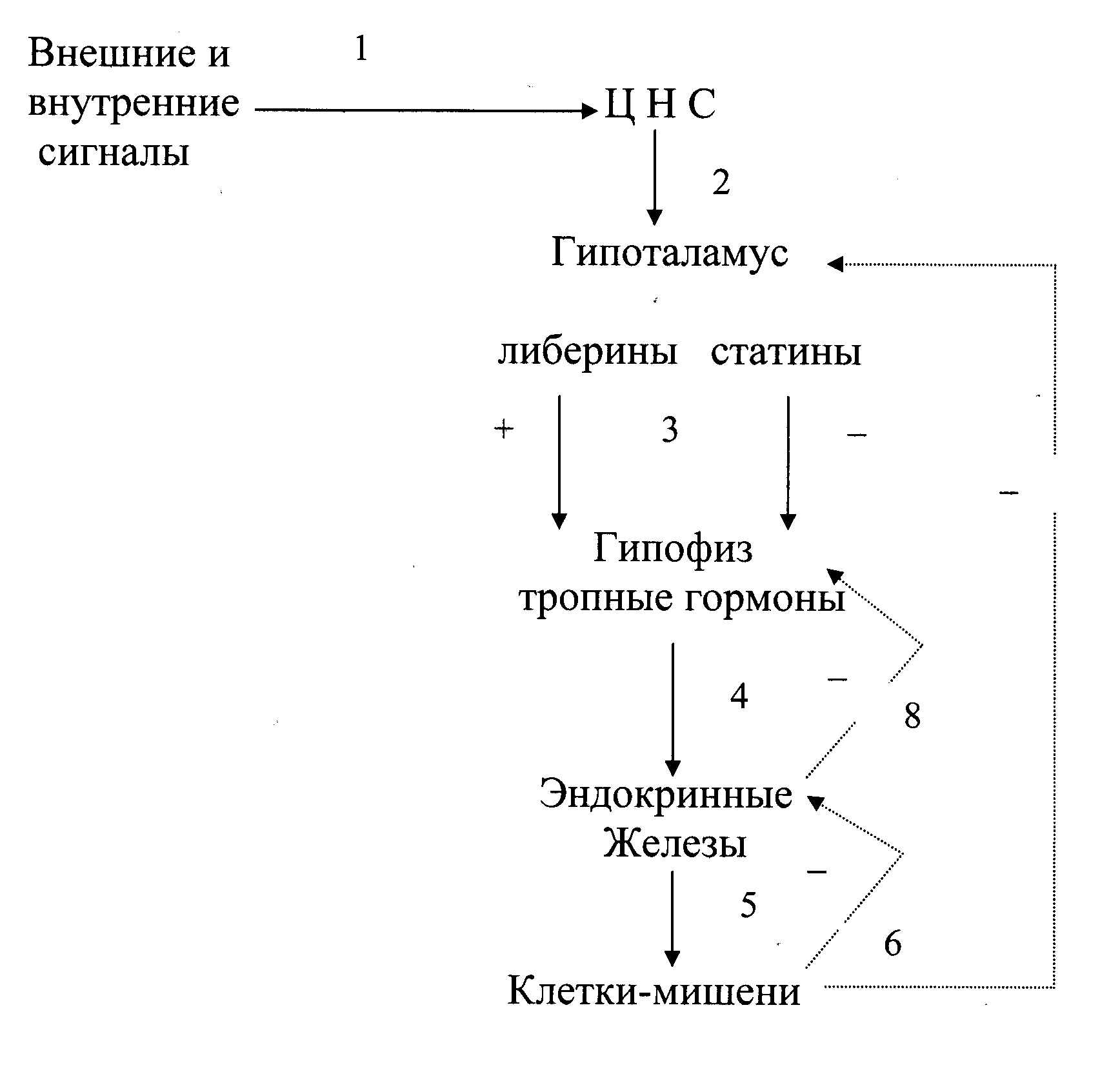 Гормоны голода и насыщения