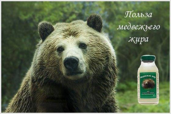 Как правильно принимать медвежий жир для лечения кашля?