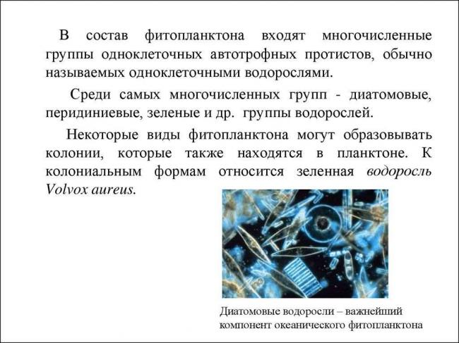 Бактерии хемосинтезирующие