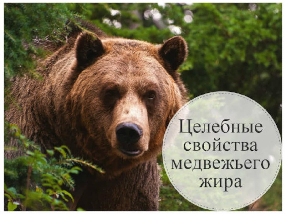 Какая польза от медвежьего жира. какой жир лучше: медвежий или барсучий. старинный рецепт топления от охотников