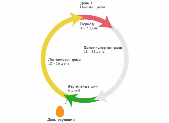 Препараты восстанавливающие менструационный цикл лучшие. нарушение месячного цикла: причины, как восстановить