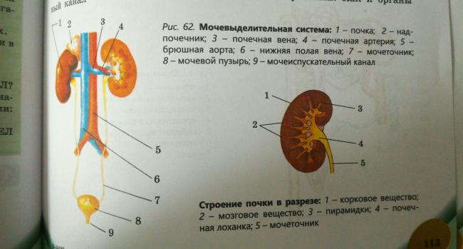 Общий белок в крови при гипертонии