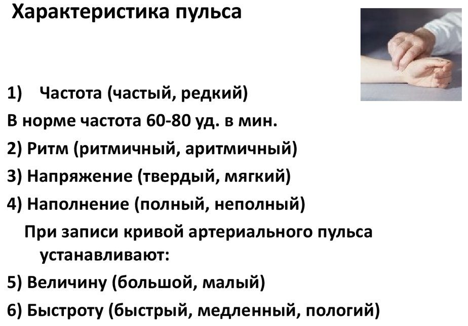 Как называется линия сердцебиения