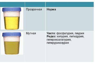 Кишечная палочка в моче беременных женщин