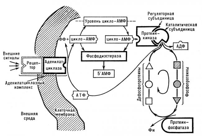 Аденозинтрифосфат - adenosine triphosphate - qwe.wiki