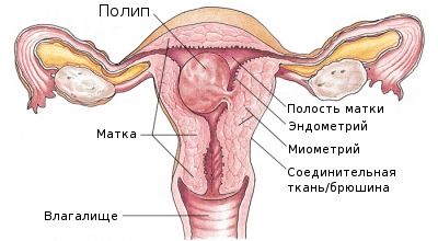 Что такое обратное развитие эндометрия?