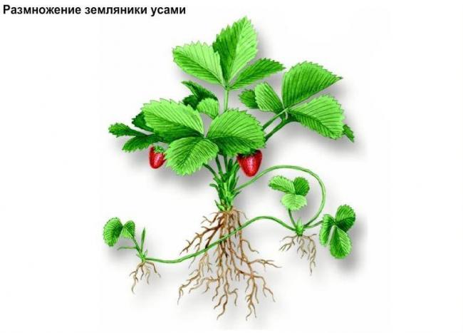 Как размножаются бактерии?