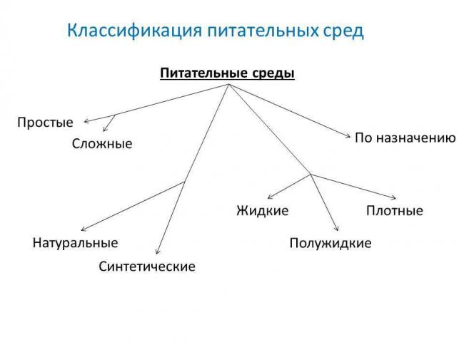Бактериологическое исследование материала на микрофлору. главные принципы и особенности посева бактерий
