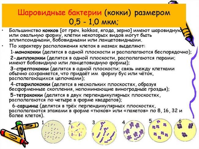 Рисунок бактерии кокки