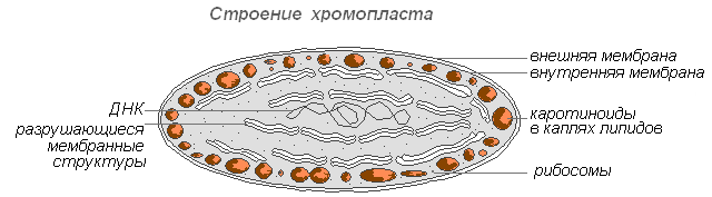Строение клеток прокариот и эукариот