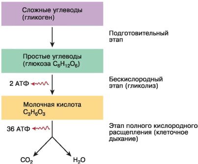 Метаболизм 2 цели урока: 1.формирование общих представлений о клеточном метаболизме и его биологическом значении. 2.развитие навыков самостоятельной работы. - презентация