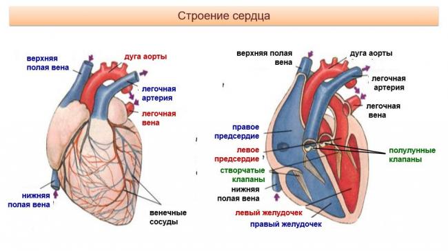 Анатомия сердца: вены сердца
