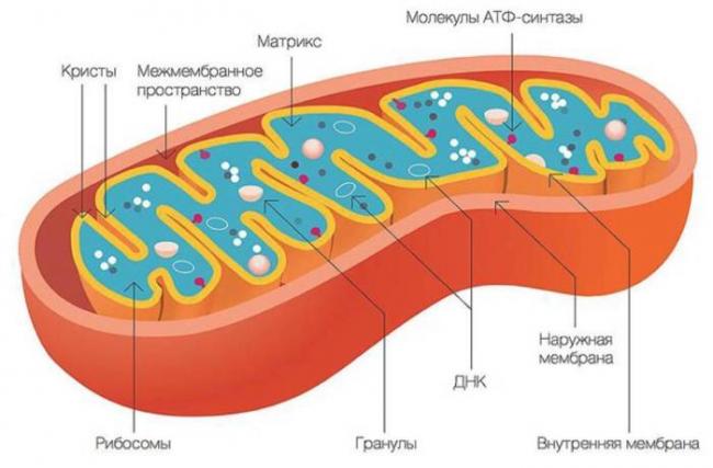 Аденозиндифосфат
