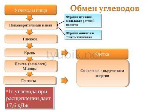 Октолипен для инфузий - официальная инструкция по применению