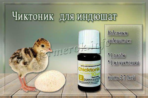 Препарат Чиктоник