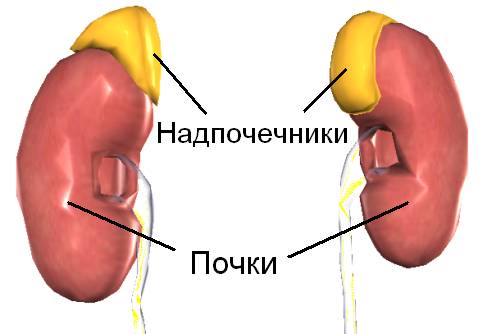 Половые гормоны