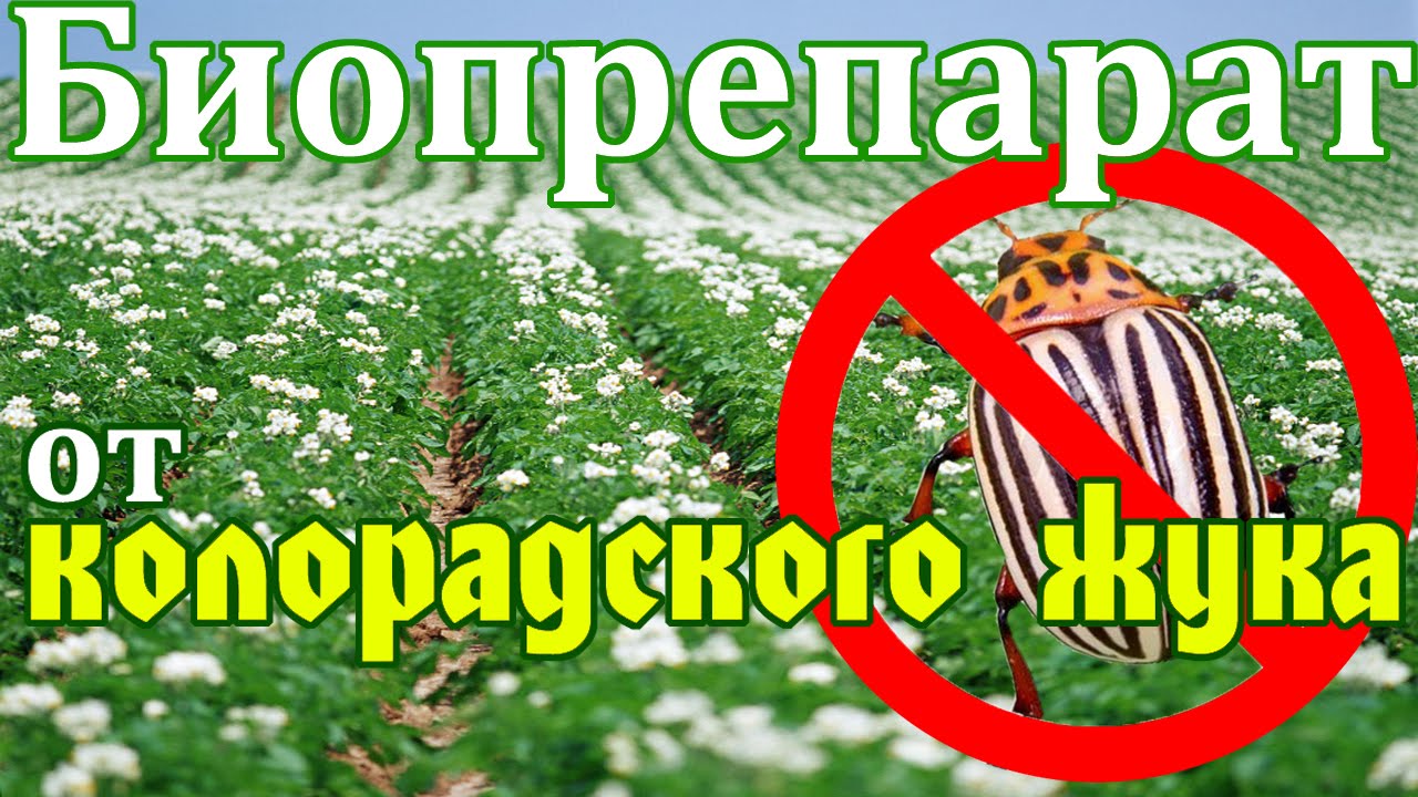 Битоксибациллин — смерть для «надоедливых» насекомых