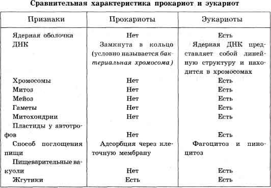 Прокариоты и эукариоты — что это такое | ktonanovenkogo.ru