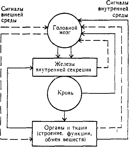 Принципиальное отличие в понимании синергетики и гомеостаза в теории самоорганизации систем