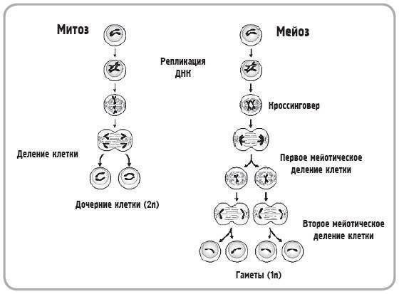 Рост и размножение бактерий