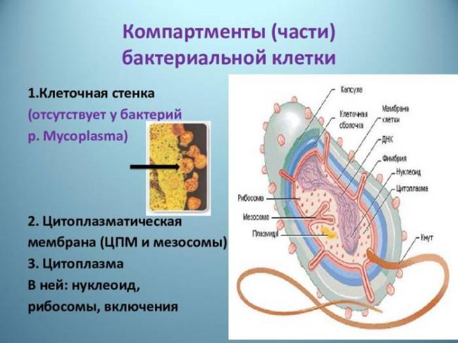 Цитоплазма живой клетки