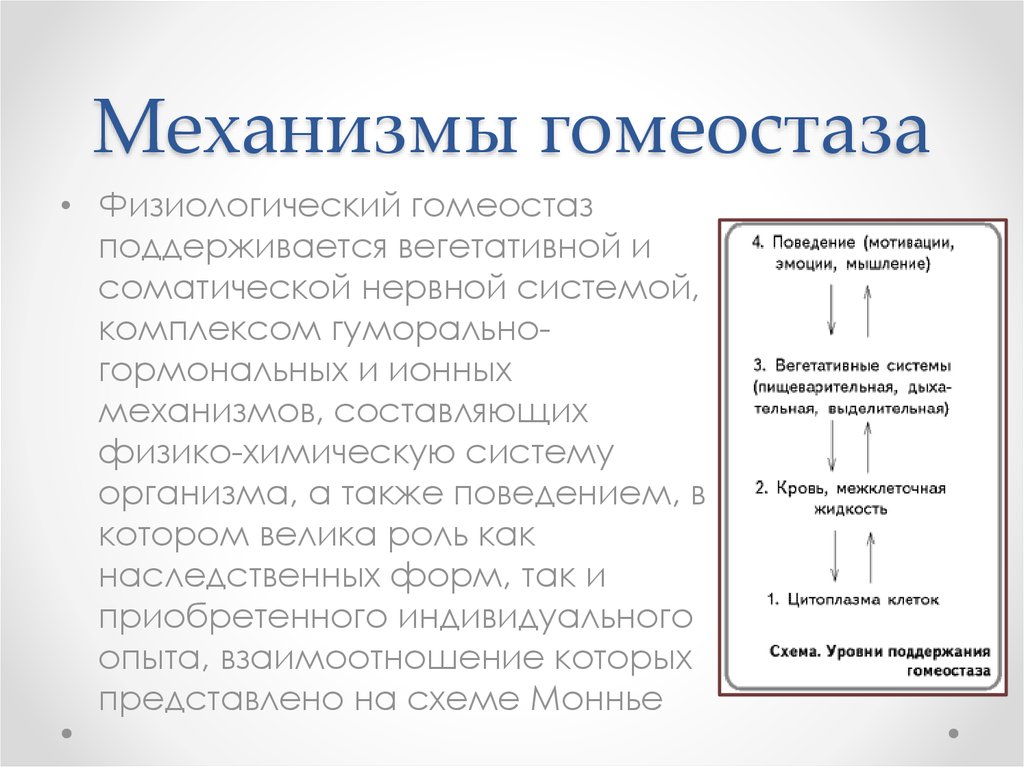 Гомеостаз: процесс, функции, роль, механизмы, примеры, что это в биологии, экологии и психологии, нарушение, уровни, изменения