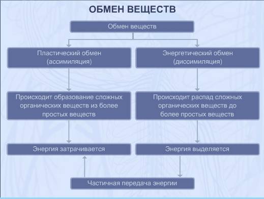 Сайт учителей биологии мбоу лицей № 2 города воронежа - обмен веществ