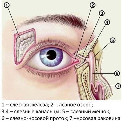Дакриоаденит - симптомы болезни, профилактика и лечение дакриоаденита, причины заболевания и его диагностика на eurolab