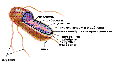 Опасно ли обнаружение кишечной палочки (escherichia coli) в моче?