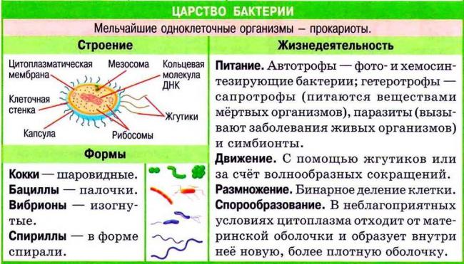 Эукариоты