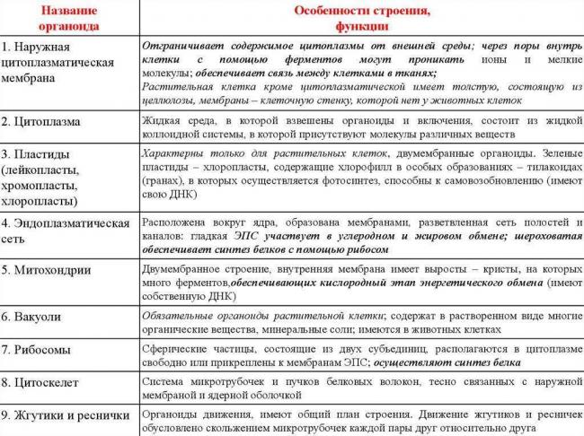Чего не имеет бактериальная клетка